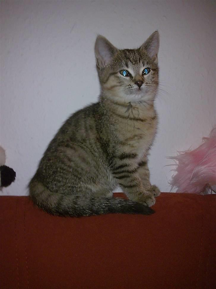 Huskat Koshka-Fået ny ejer :'( billede 11