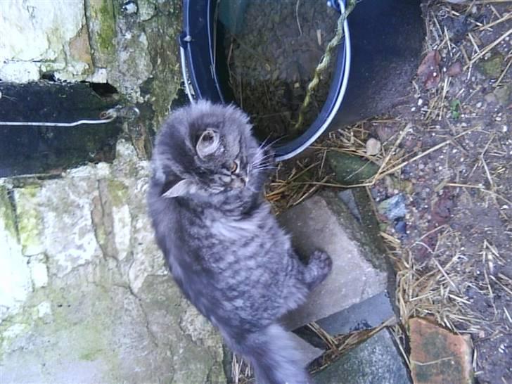 Blanding af racer Prinsesse. billede 4