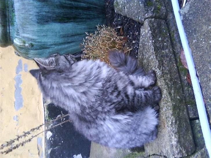 Blanding af racer Prinsesse. billede 5