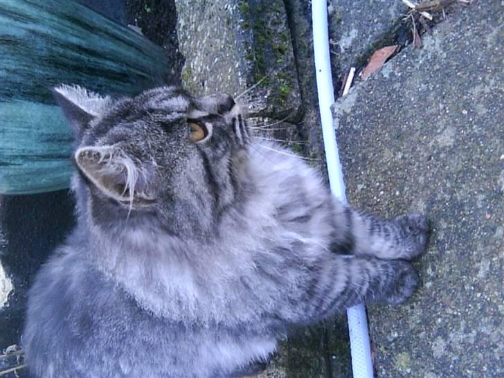 Blanding af racer Prinsesse. billede 6