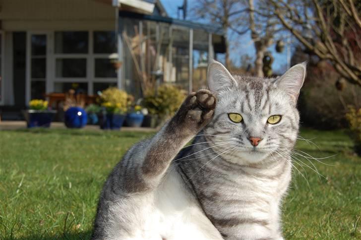 Blanding af racer Findus billede 13