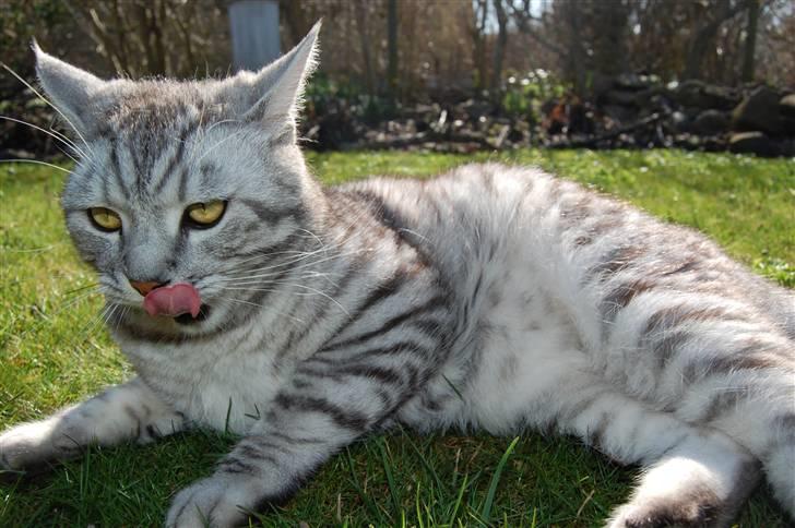 Blanding af racer Findus billede 14