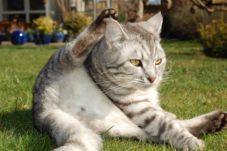 Blanding af racer Findus billede 15