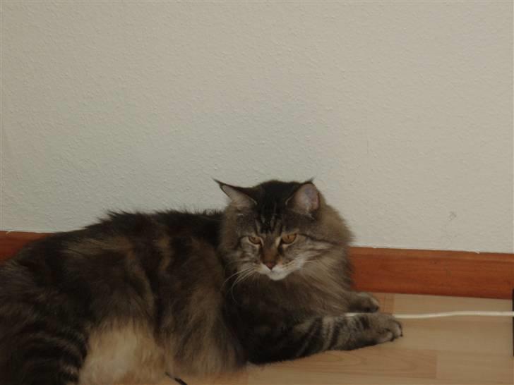 Huskat Mis billede 14