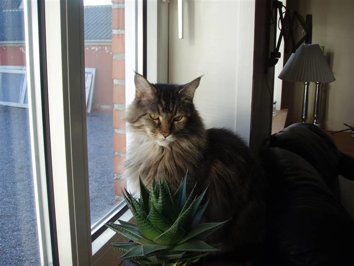 Huskat Mis billede 15