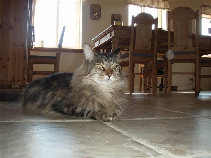 Huskat Mis billede 16