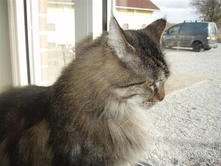 Huskat Mis billede 17