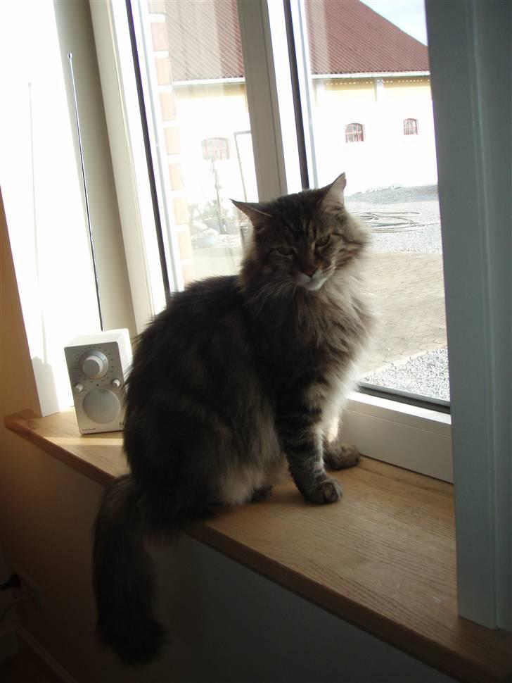 Huskat Mis billede 18