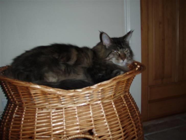 Huskat Mis billede 19