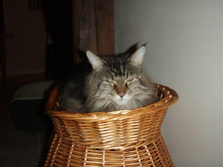 Huskat Mis billede 20