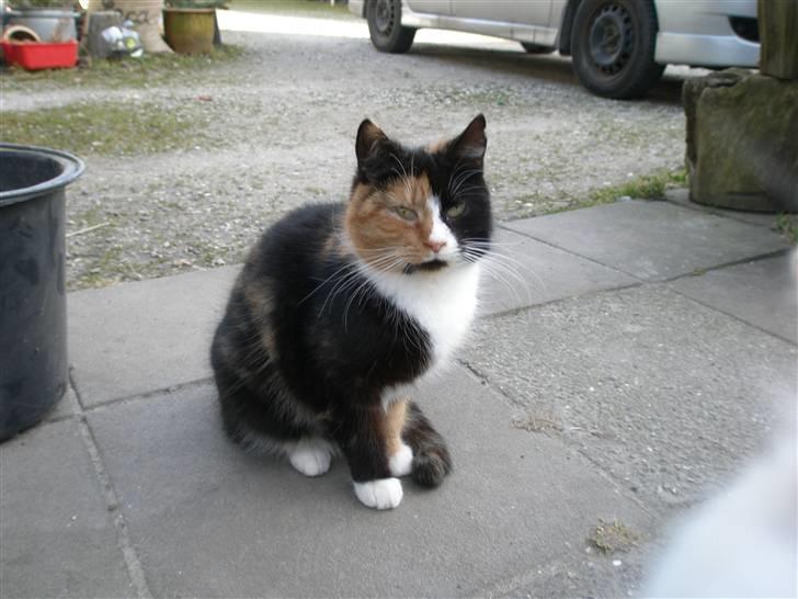 Blanding af racer Asymmetri - Asymmetri er morgensur. ^^, billede 10