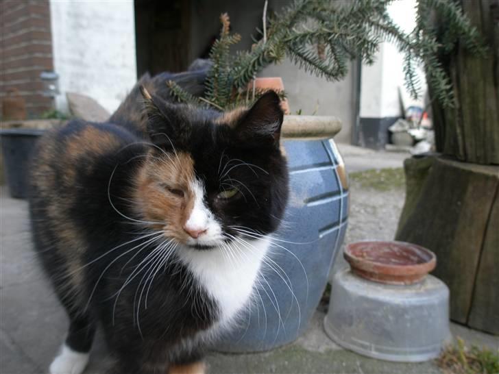 Blanding af racer Asymmetri billede 11