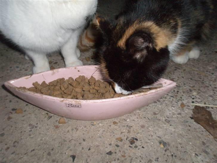 Blanding af racer Asymmetri billede 12