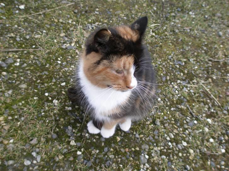 Blanding af racer Asymmetri billede 13