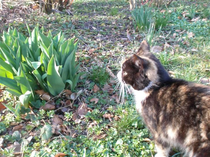 Blanding af racer Asymmetri billede 14