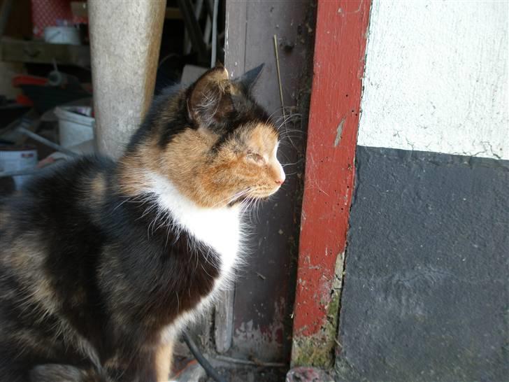 Blanding af racer Asymmetri billede 15