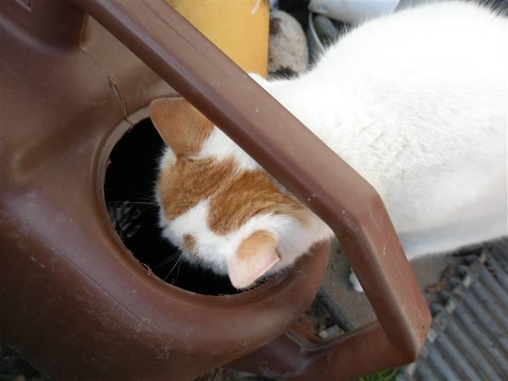 Blanding af racer Snebold/Bamse - Snebold elsker at drikke af vandekander.. :) billede 7