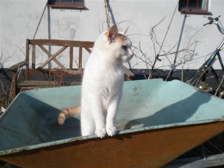 Blanding af racer Snebold/Bamse - ´Konge af gårdspladsen´ billede 8