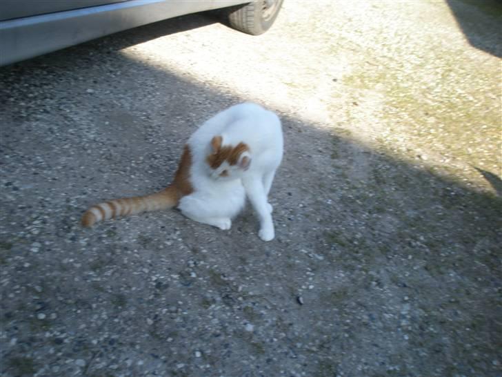 Blanding af racer Snebold/Bamse billede 9