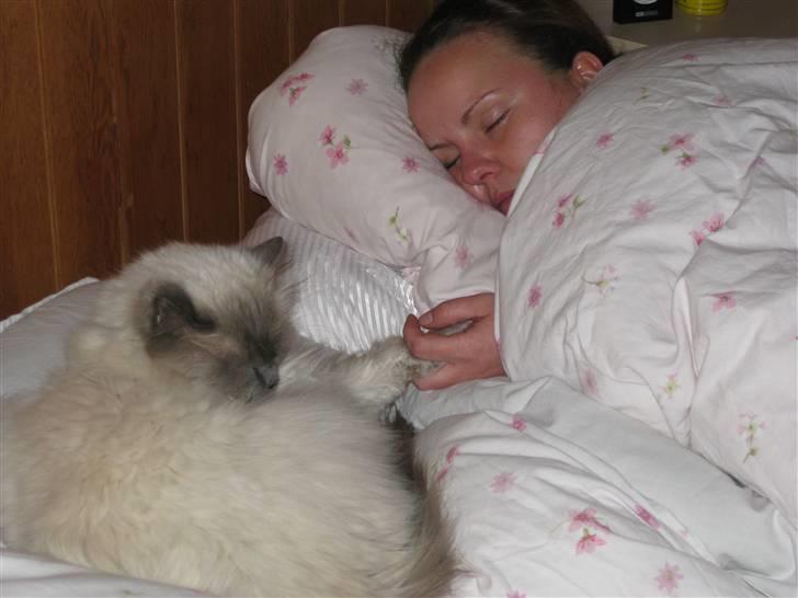 Blanding af racer Gismo - Elsker at ligge i sengen med sin Mamsi billede 18