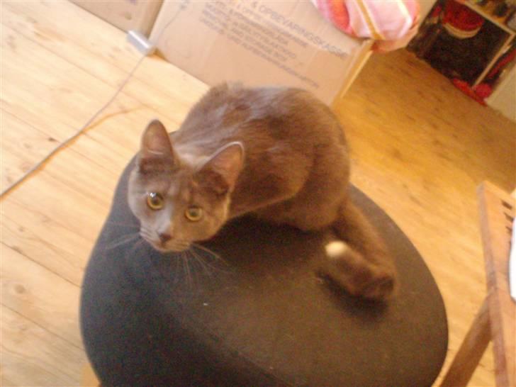 Huskat Baby R.I.P billede 14