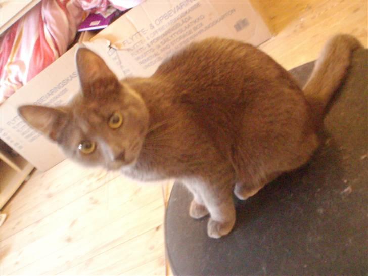 Huskat Baby R.I.P billede 15