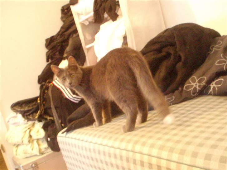 Huskat Baby R.I.P billede 16