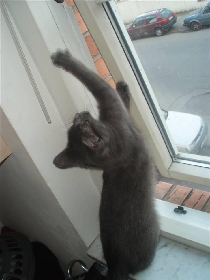 Huskat Baby R.I.P billede 17