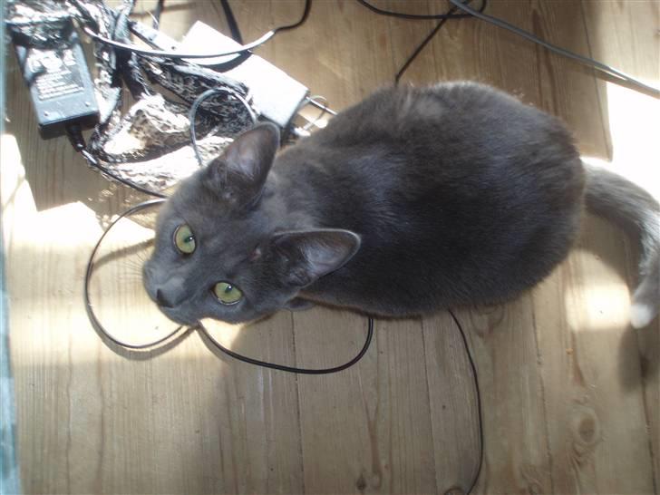 Huskat Baby R.I.P billede 18