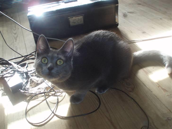 Huskat Baby R.I.P billede 19