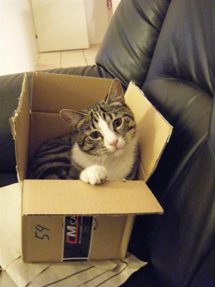 Huskat max billede 17