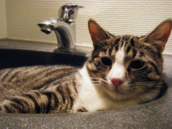 Huskat max billede 18