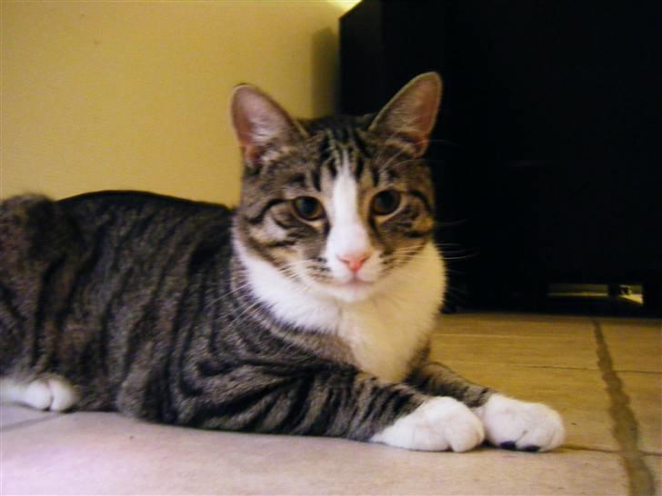 Huskat max billede 19