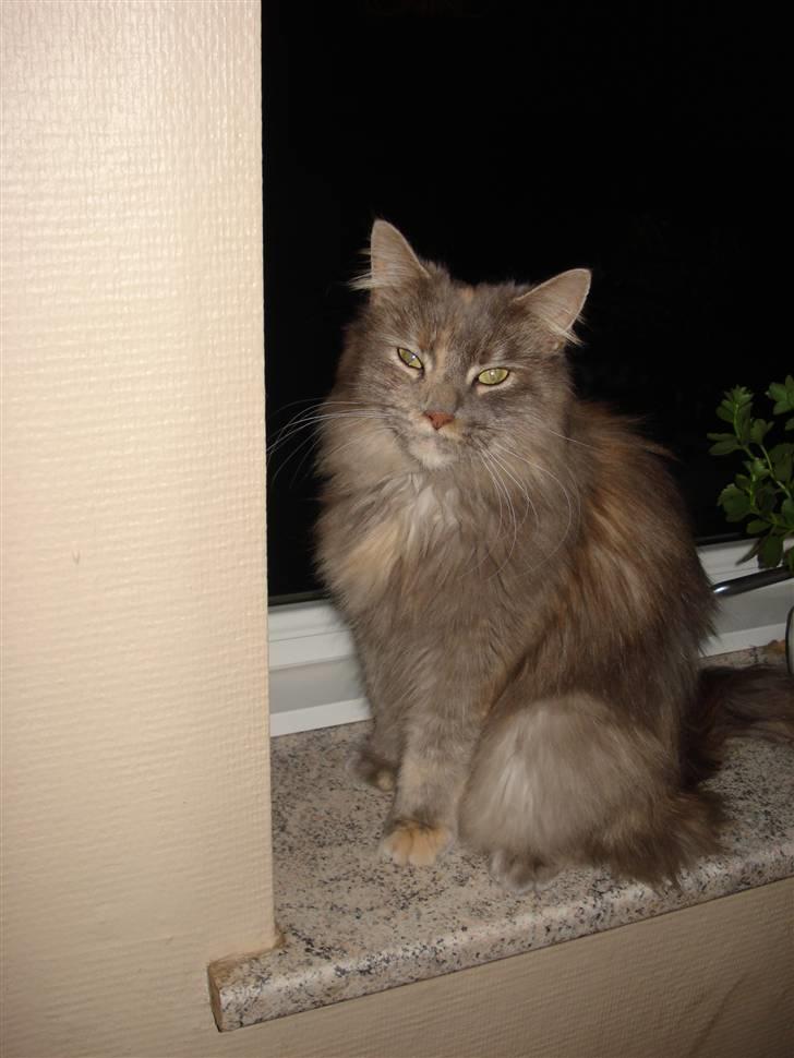 Maine Coon Spizey - De første billeder af vores kat billede 1