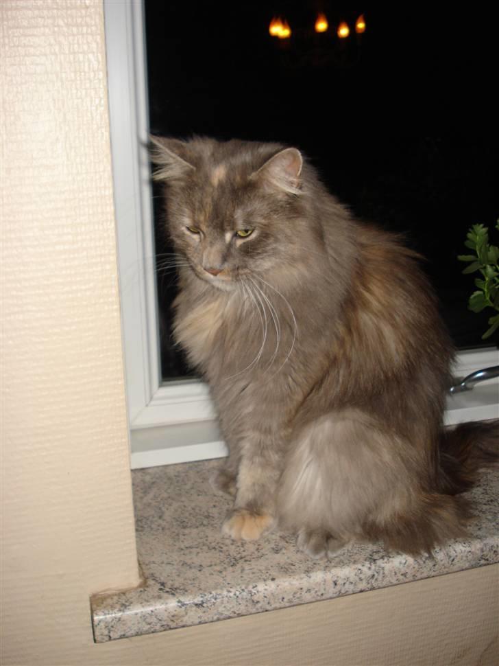 Maine Coon Spizey - De første billeder af vores kat billede 2