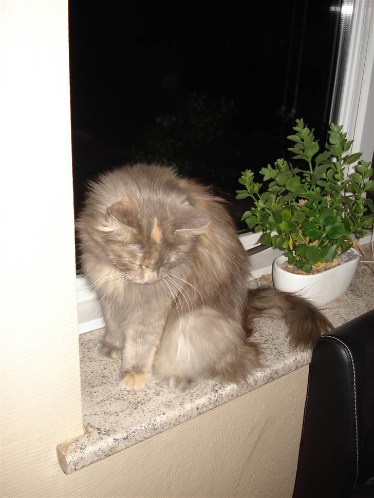 Maine Coon Spizey - De første billeder af vores kat billede 3