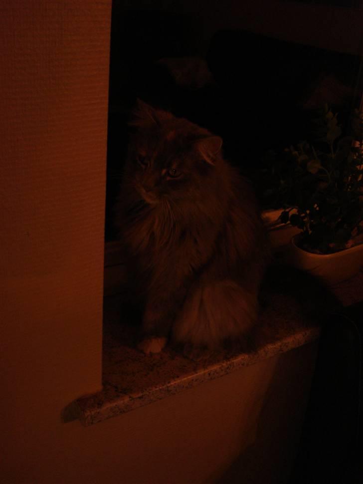 Maine Coon Spizey - De første billeder af vores kat billede 4