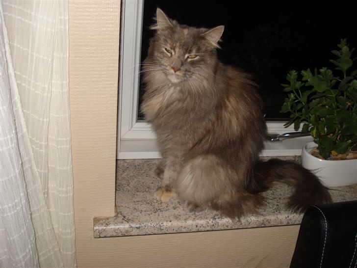 Maine Coon Spizey - Hun ser tynder ud her end på alle de andre billeder billede 5