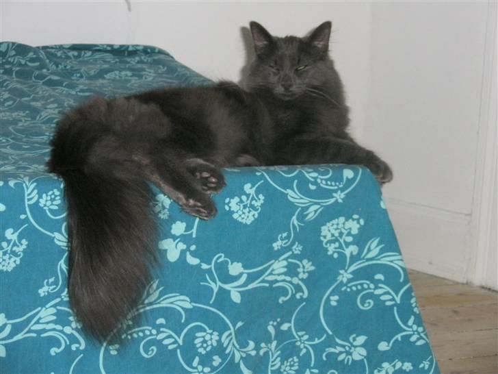 Norsk Skovkat Babette`s Sara (Fine) billede 17