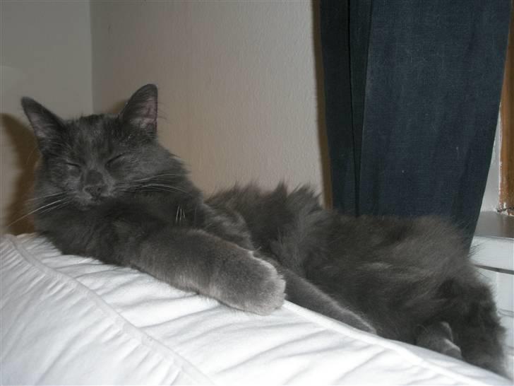 Norsk Skovkat Babette`s Sara (Fine) billede 18