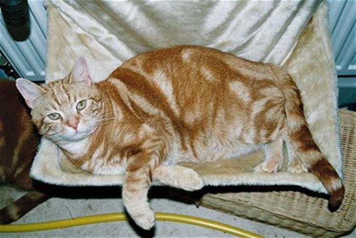 Europé CH DK Rothes Charming Sig - CH DK Rothes Charming Sigyn ( Cinderella ) 2006. billede 1