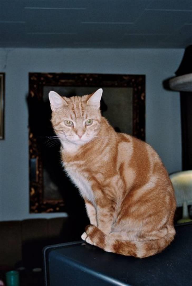 Europé CH DK Rothes Charming Sig - Europé CH DK Rothes Charming Sigyn, rødblotched tabby (EUR d 22 ) Her er hun fotograferet frisk og glad, 14 dage før sin død.:-) billede 2