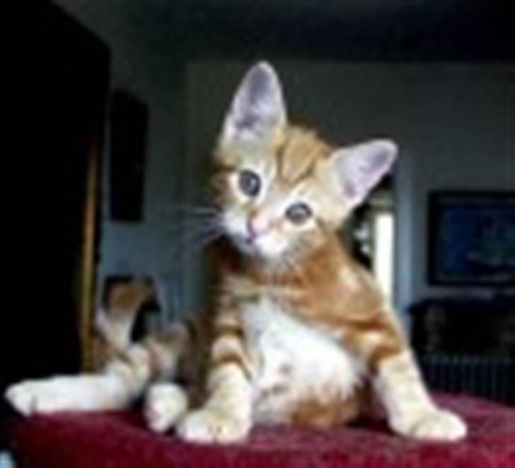 Europé CH DK Rothes Charming Sig - Europé, CH DK Rothes Charming Sigyn, rød blotched tabby 7 uger  billede 3