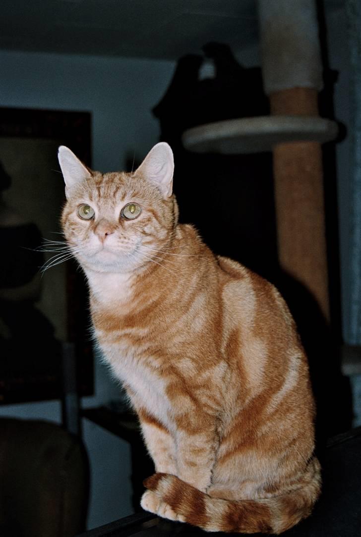 Europé CH DK Rothes Charming Sig - CH DK Rothes Charming Sigyn, her  frisk og glad, 14 dage før hun døde. billede 4