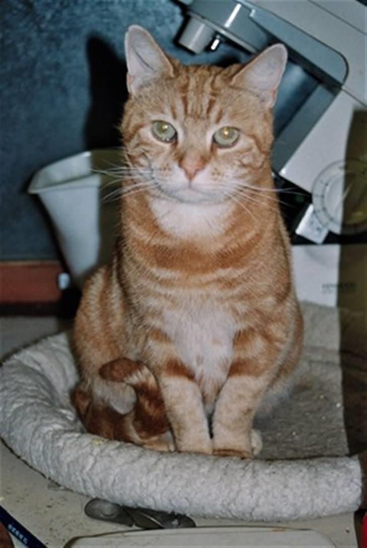 Europé CH DK Rothes Charming Sig - CH DK Rothes Charming Sigyn, fotograferet 14 dage før sin død.. billede 5