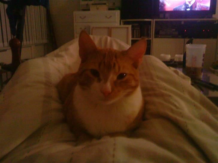 Huskat /Rottekat Luffe   - uhmmm dyne... billede 15