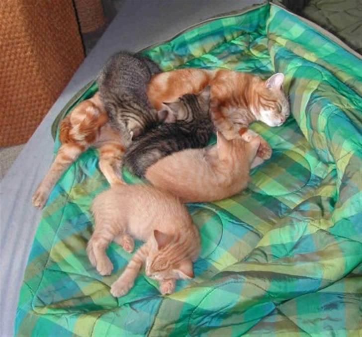 Europé CH DK Rothes Charming Sig - CH DK Rothes Charming Sigyn med sine 12 uger gamle kill. i 2006 billede 6