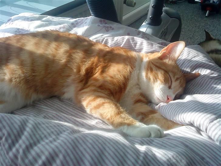 Huskat /Rottekat Luffe   - zzzzzzzzzzzz.................zzzzzzzzzzzzzzzzzzzz billede 19