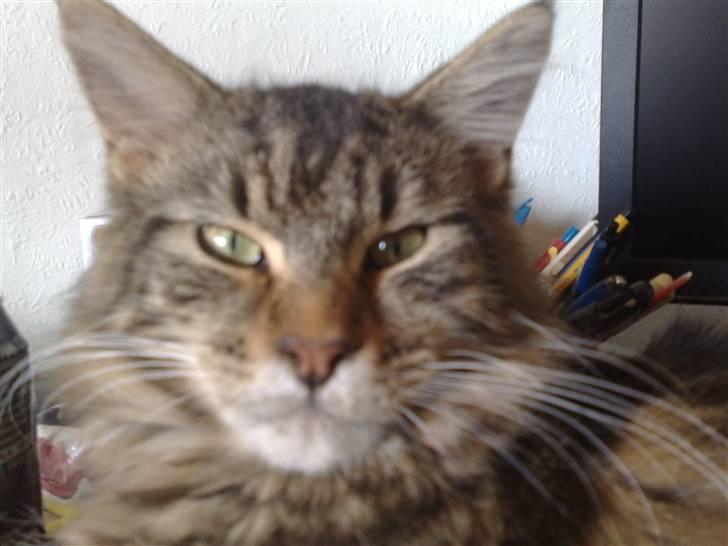 Maine Coon dkskovlycoon Cane Cody  - Cody  billede 1