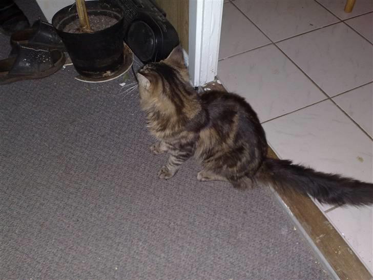 Maine Coon dkskovlycoon Cane Cody  - Cody på lur billede 2